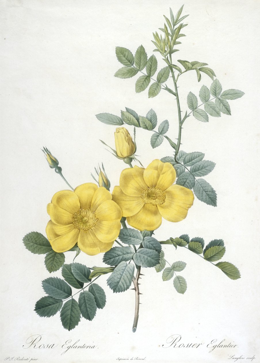 Rosa Eglanteria, Rosier Eglantier, du Les Roses, 1817-24 - Pierre Joseph Redouté