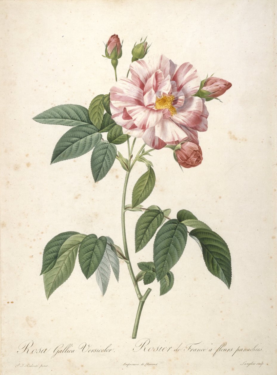 Rosa Gallica Versicolor, Rosier de France à fleurs panachées, du Les Roses, 1817-24 - Pierre Joseph Redouté