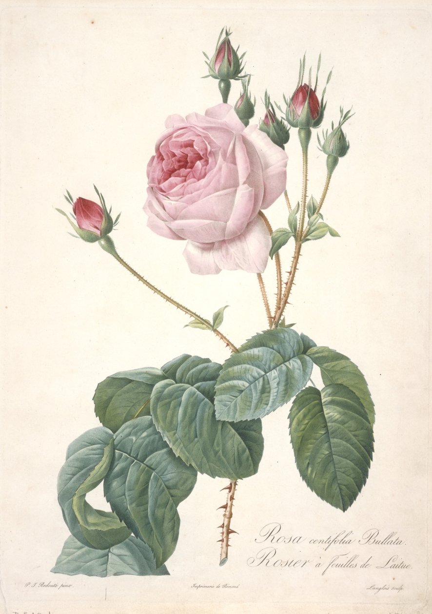 Rosa centifolia Bullata, Rosier à feuilles de Laitue, du Les Roses, 1817-24 - Pierre Joseph Redouté