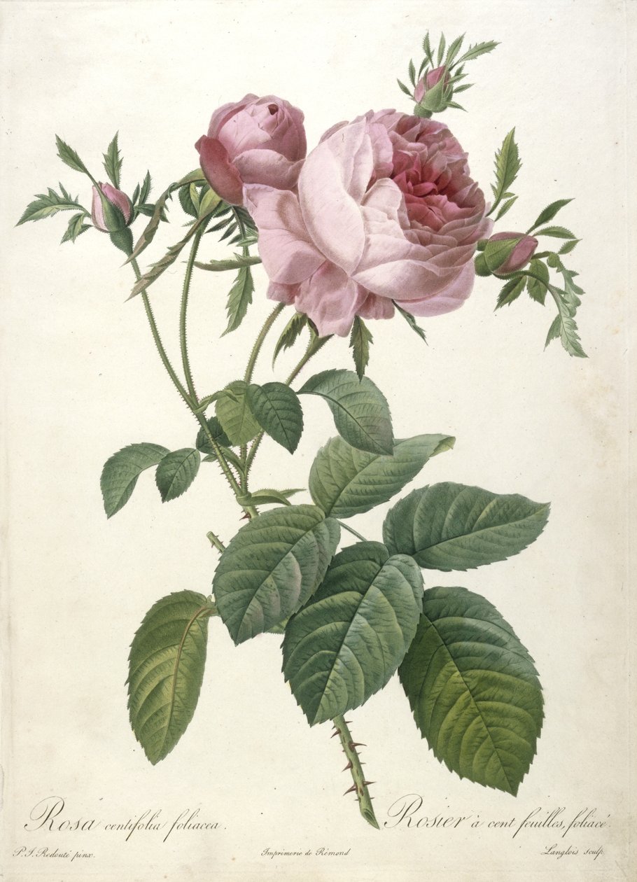 Rosa centifolia foliacea, Rosier à cent feuilles, foliace, du Les Roses, 1817-24 - Pierre Joseph Redouté