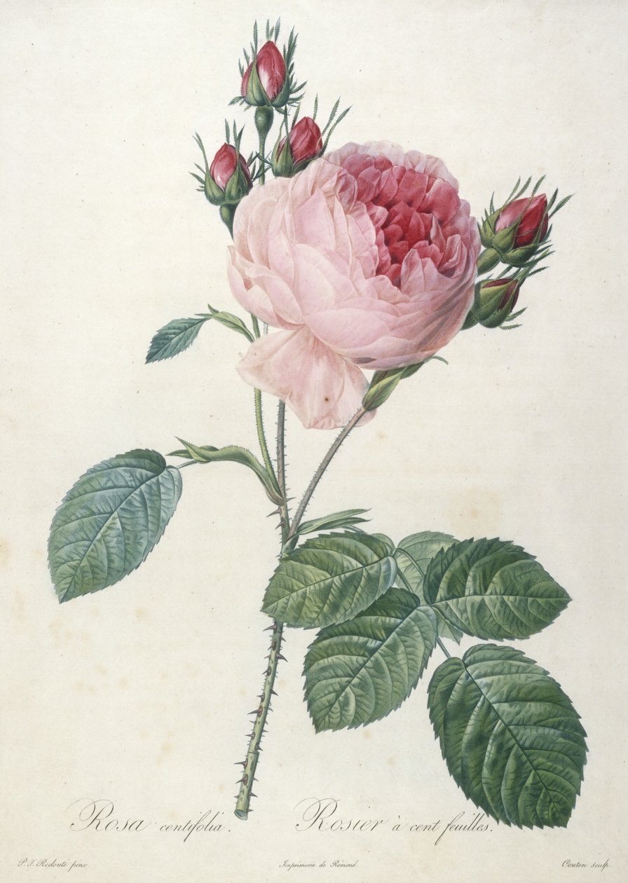 Rosa centrifolia, Rosier à cent feuilles, du Les Roses, 1817-24 - Pierre Joseph Redouté