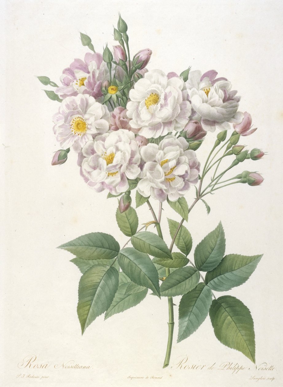 Rosa noisettiana, Rosier de Philippe de Noisette, du La Couronne des Roses, 1817-24 - Pierre Joseph Redouté