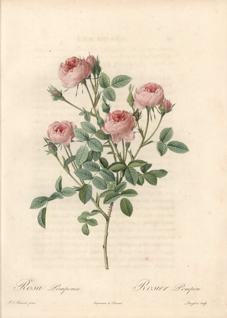 Rose de Meaux à fleurs roses - Eau-forte de Langlois, d