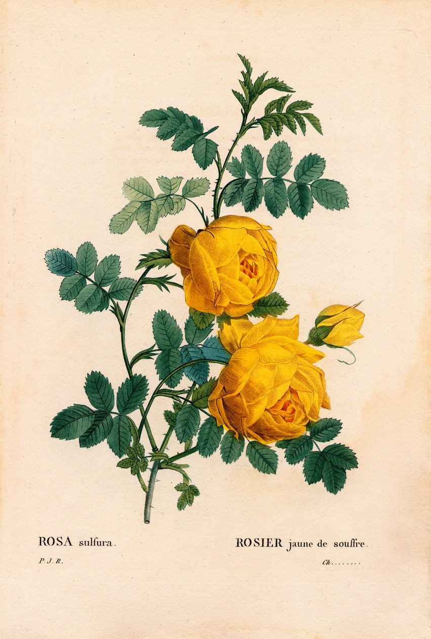 Rose soufre, Rosa hemisphaerica, Rose jaune soufre. Gravure en taille-douce en couleur de Pierre Joseph Redouté, « Les Roses », Paris - Pierre Joseph Redouté