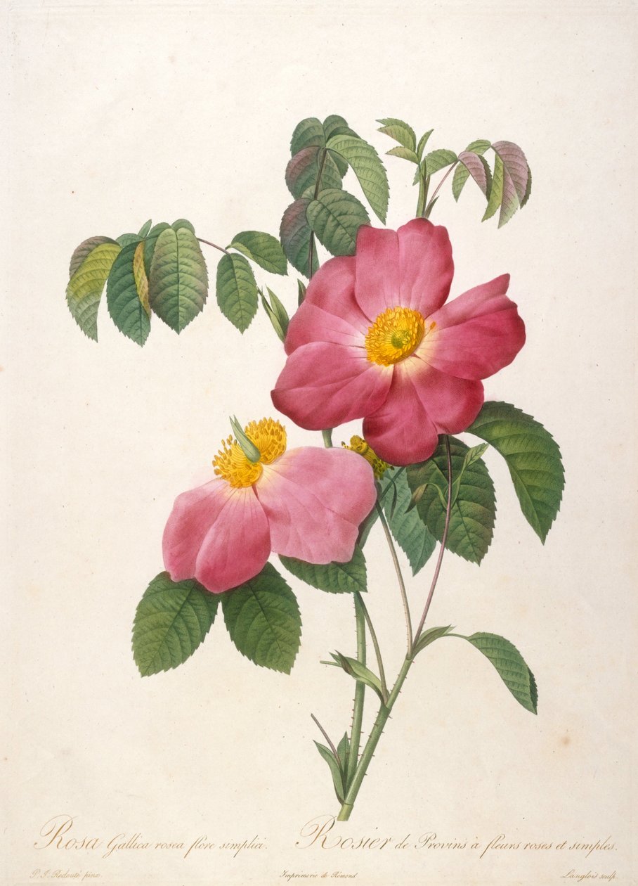 Rosier de Provinsi, de La Couronne de roses, 1817-1824 - Pierre Joseph Redouté