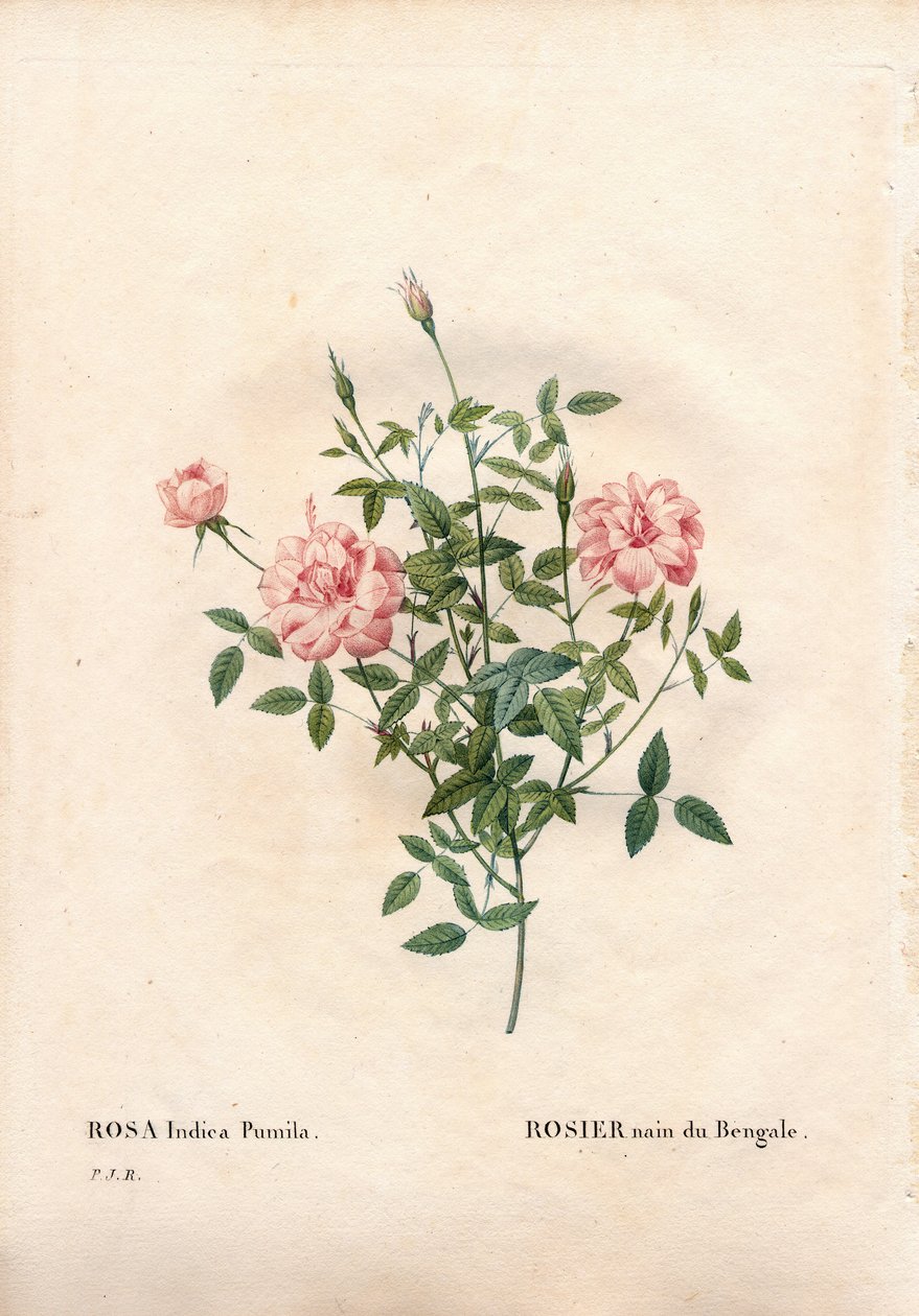 Rose Rouletii - Pierre Joseph Redouté