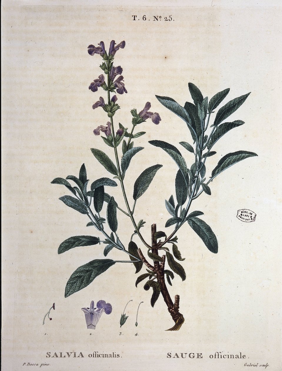 Sauge officinale - dans "Nouveau Duhamel ou traité des arbres et arbustes cultivés en France", dessins de P.J. Redouté et P. Bessa, Paris - Pierre Joseph Redouté
