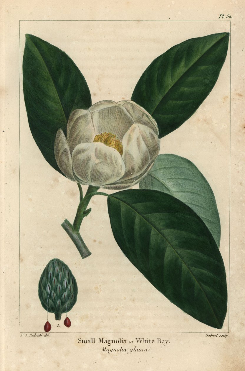 Petit magnolia ou laurier blanc, Magnolia glauca - Pierre Joseph Redouté