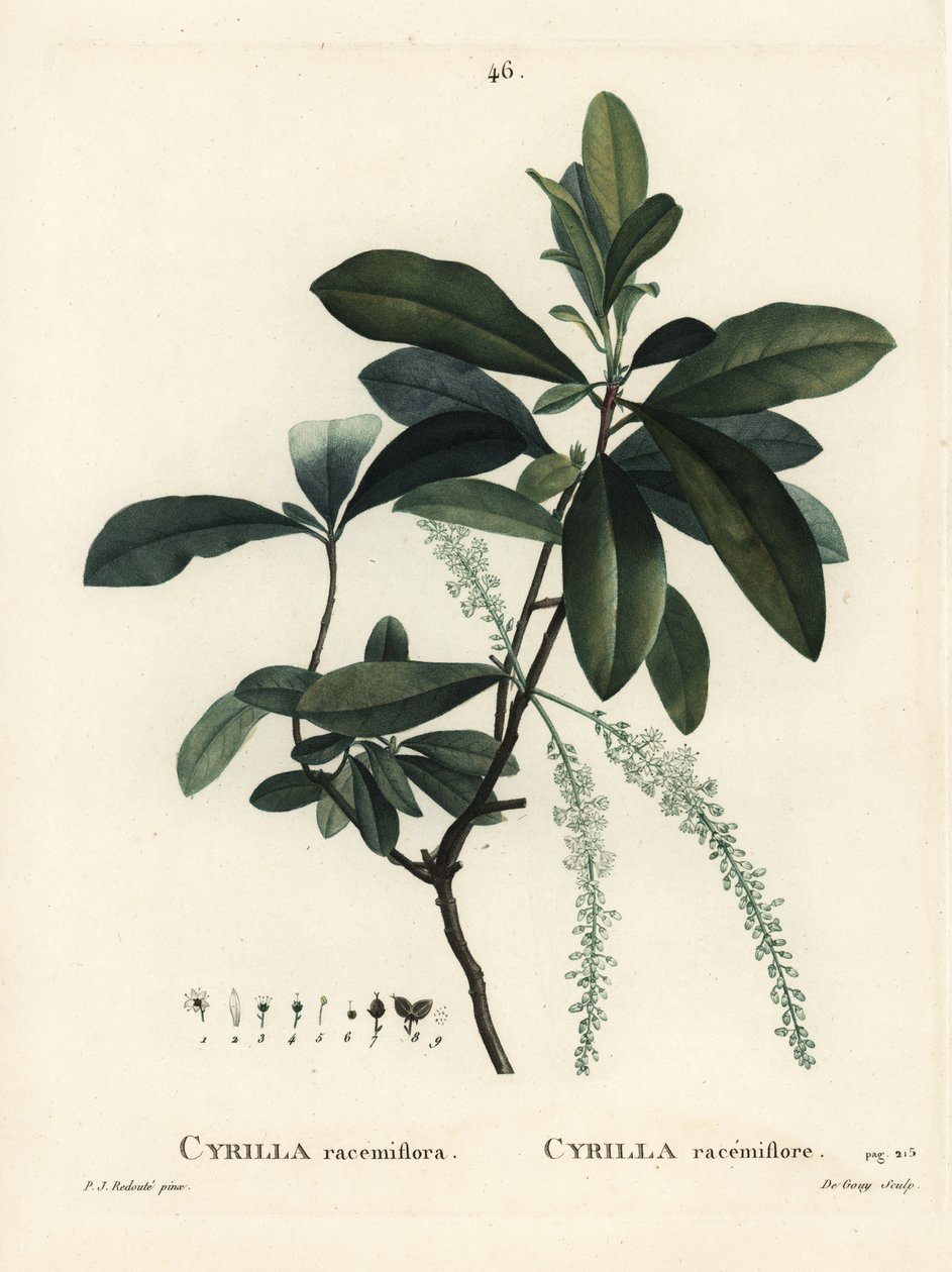 Cyrille des marais, Cyrilla racemiflora. Gravure en couleur par De Gouy d