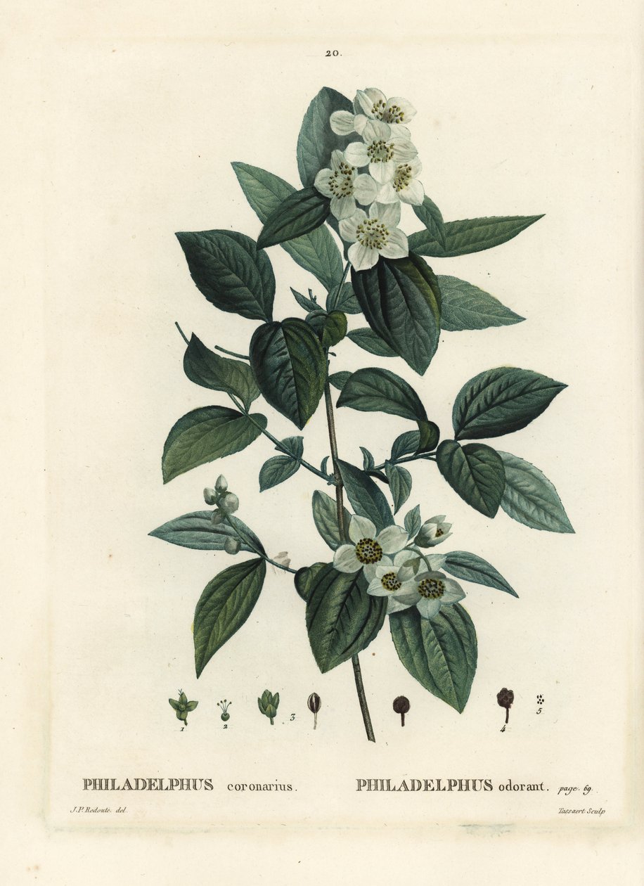 Mock-orange doux, dogwood anglais, Philadelphus coronarius. Gravure en couleur par Tassaert d