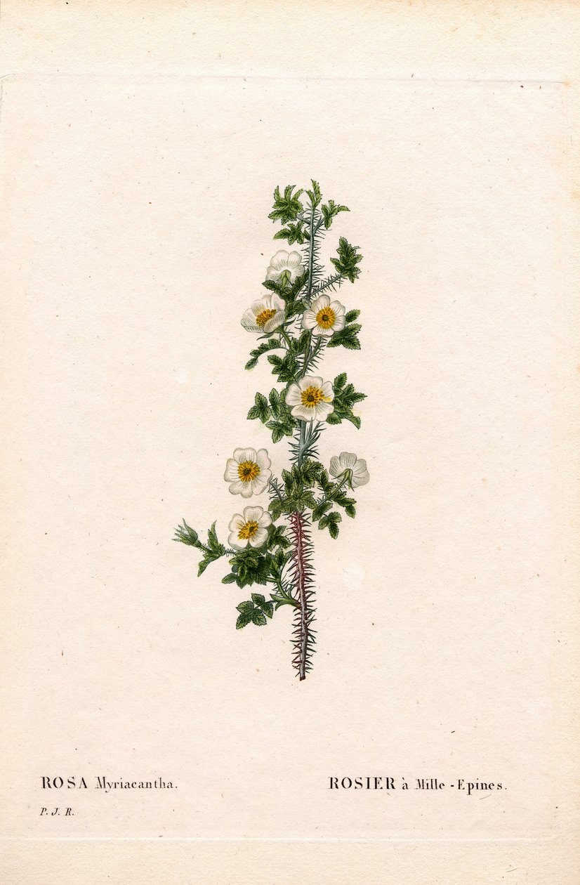 Rose à mille épines, Rose myriacantha, Rose à mille épines. Gravure au pointillé en couleur de Pierre Joseph Redouté « Les Roses », Paris - Pierre Joseph Redouté