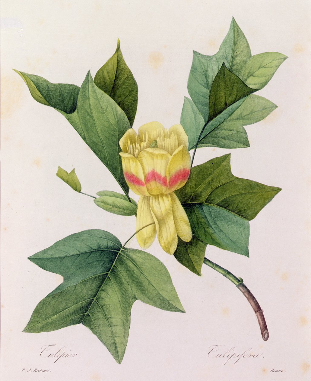 Tulipifera - Pierre Joseph Redouté