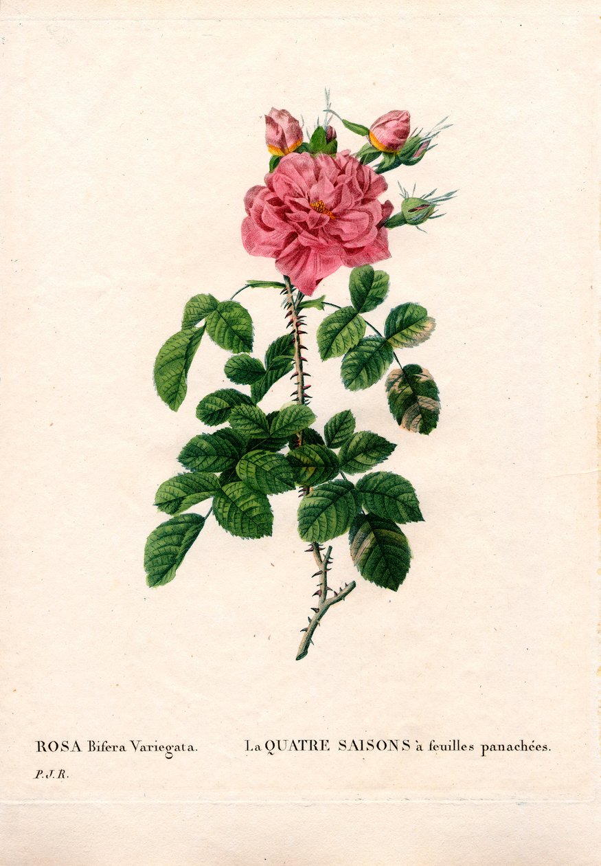 Rose des quatre saisons panachée, Rosa damascena var. bifera. Gravure en taille-douce en couleur de Pierre Joseph Redouté, « Les Roses », Paris - Pierre Joseph Redouté