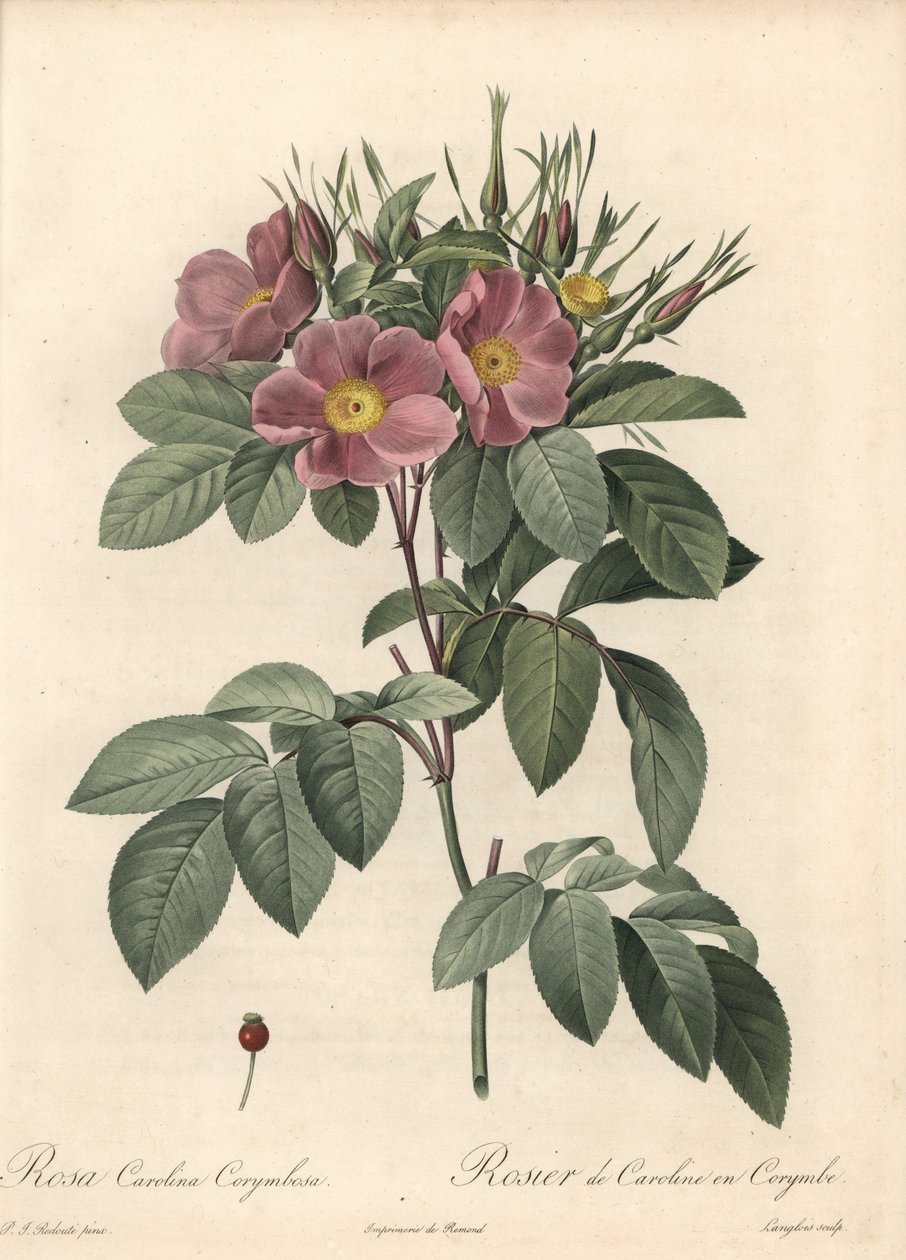 Rosier de Virginie, fleurs sombres - Eau-forte de Langlois, d