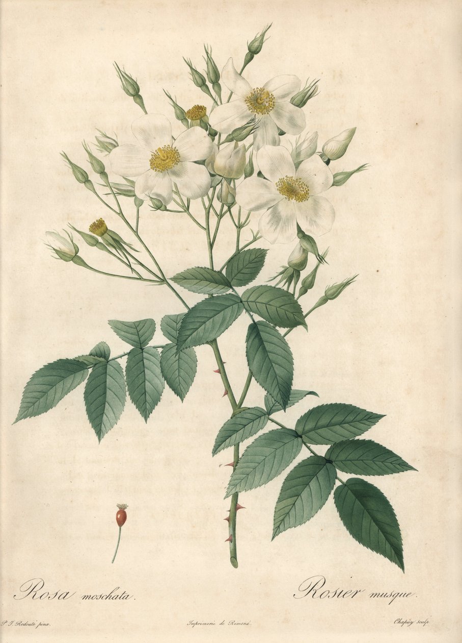 Fleurs blanches musquées - Eau-forte de Chapuy, d