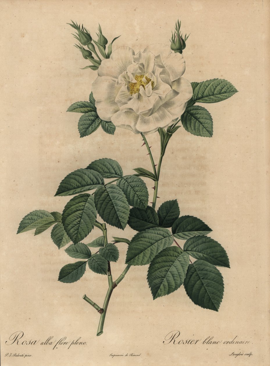 Rose blanche, Rosa alba flore pleno, Rosier blanc ordinaire - Pierre Joseph Redouté
