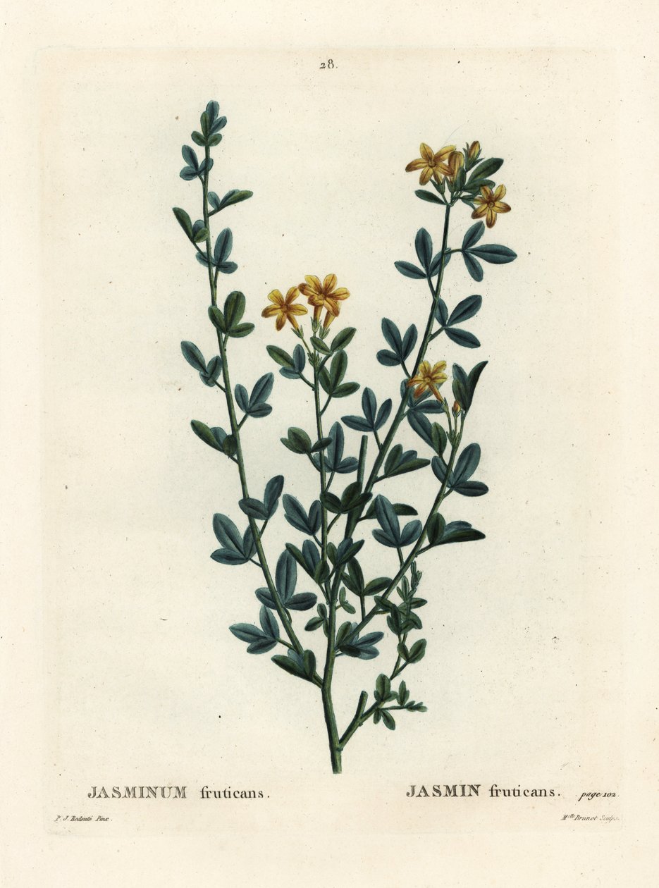 Jasmin sauvage ou jaune, Jasminum fruticans. Gravure en manière de crayon par Miss Brenet d
