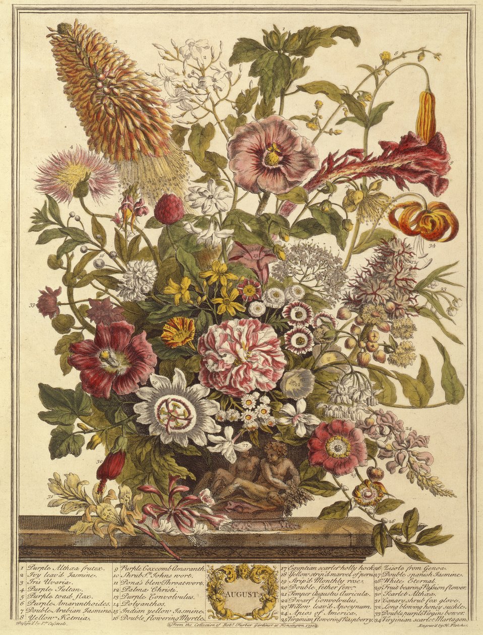 Août, des Douze Mois de Fleurs par Robert Furber (c.1674-1756) gravé par Henry Fletcher (gravure en couleur) - Pieter after Casteels