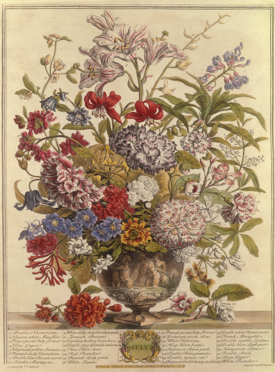 Juillet, des Douze Mois de Fleurs par Robert Furber (c.1674-1756) gravé par Henry Fletcher (gravure en couleur) - Pieter after Casteels