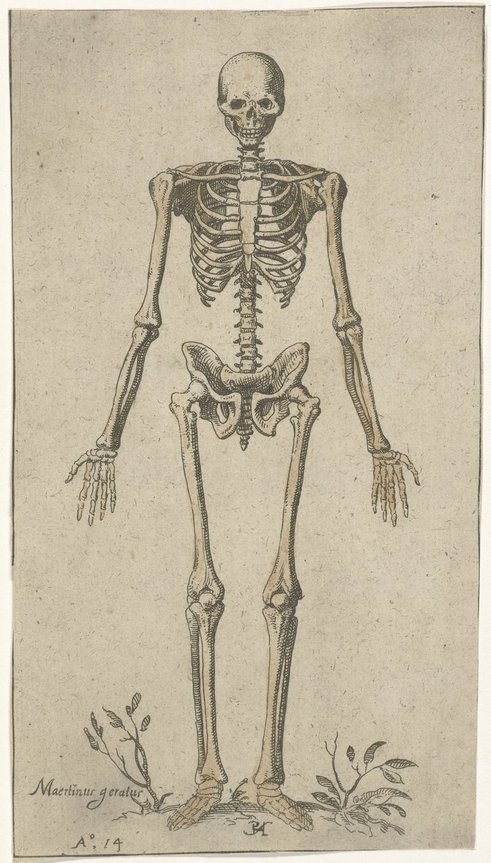 Squelette masculin, vu de face - Pieter Feddes van Harlingen