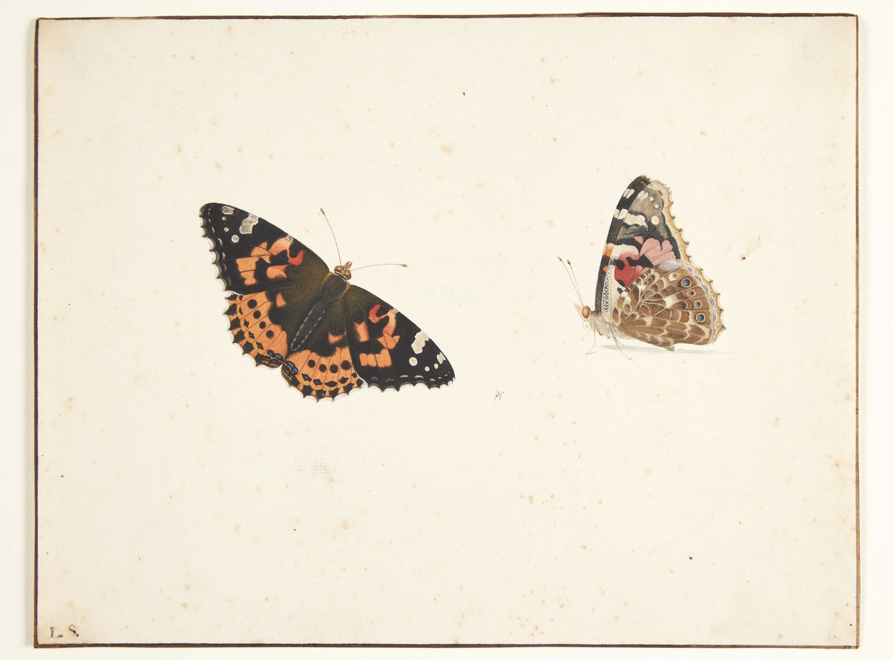 Deux études d