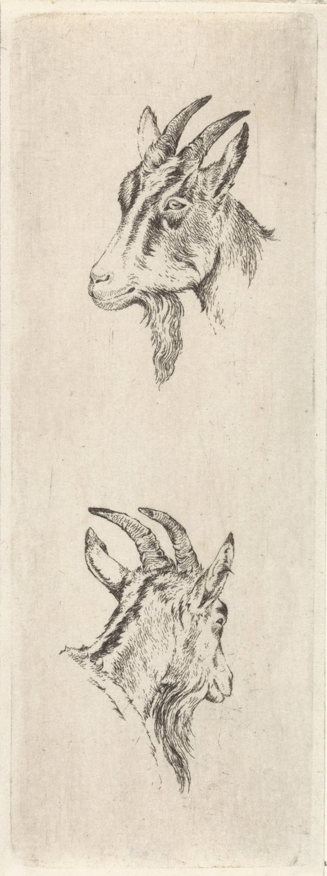 Tête de bouc - Pieter Janson