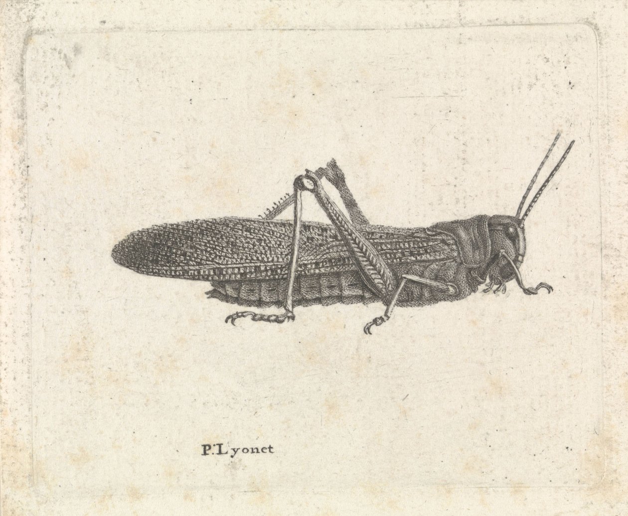Sauterelle - Pieter Lyonet