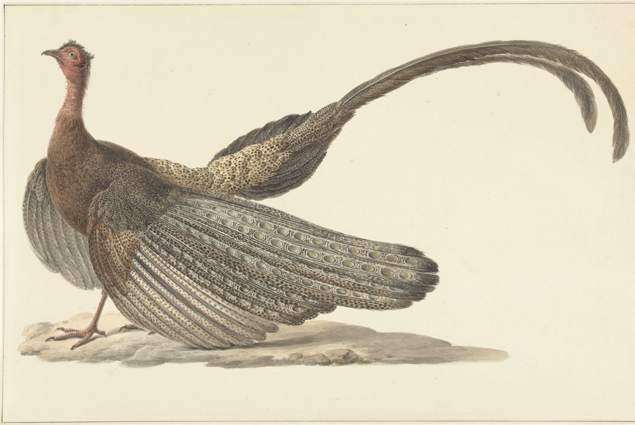 Faisan Argus - Pieter Pietersz. Barbiers