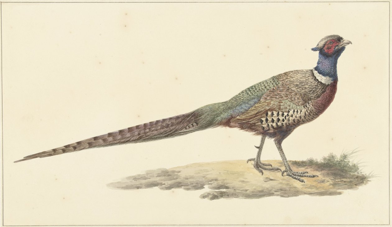 Faisan - Pieter Pietersz. Barbiers