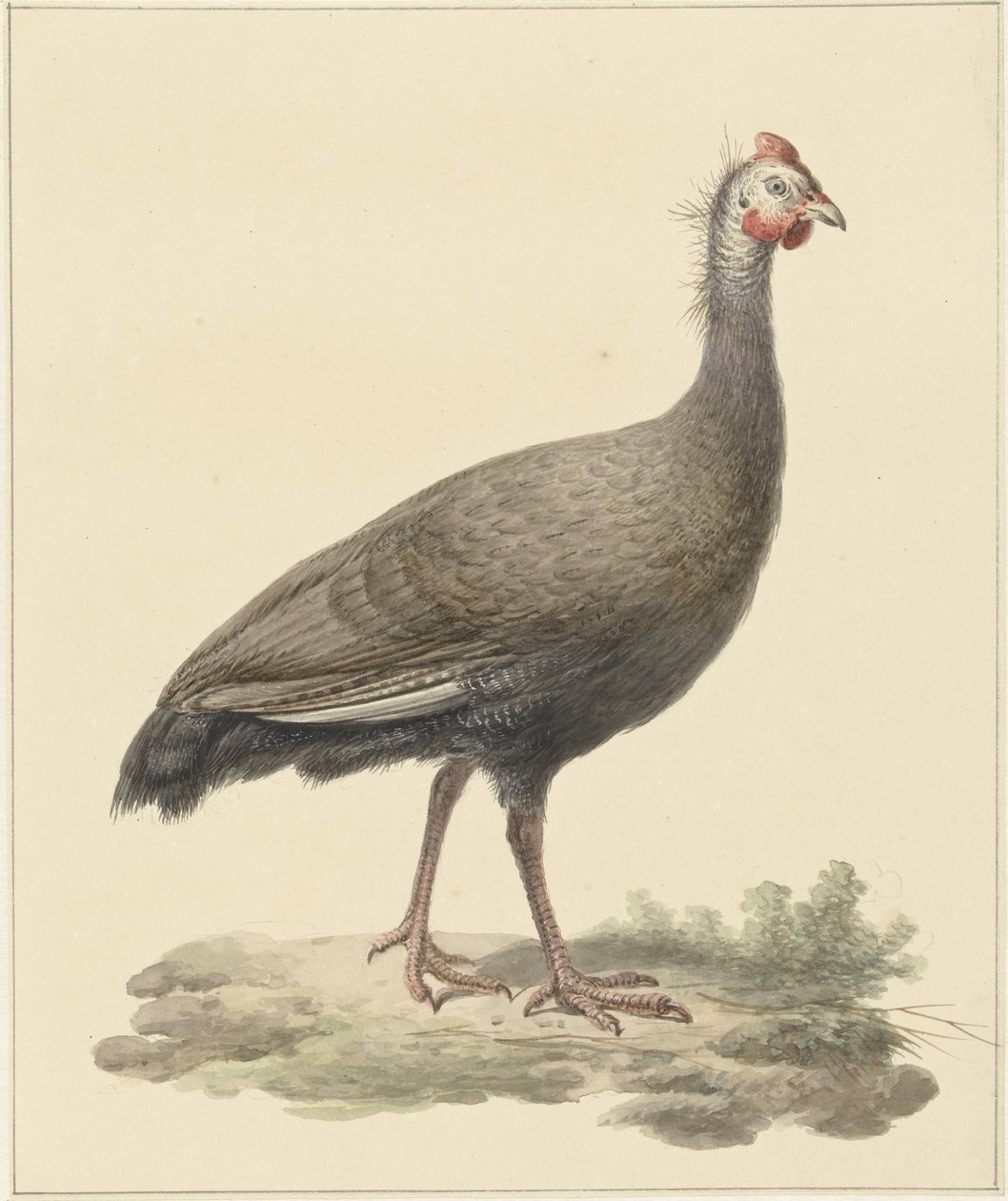 Pintade casquée - Pieter Pietersz. Barbiers