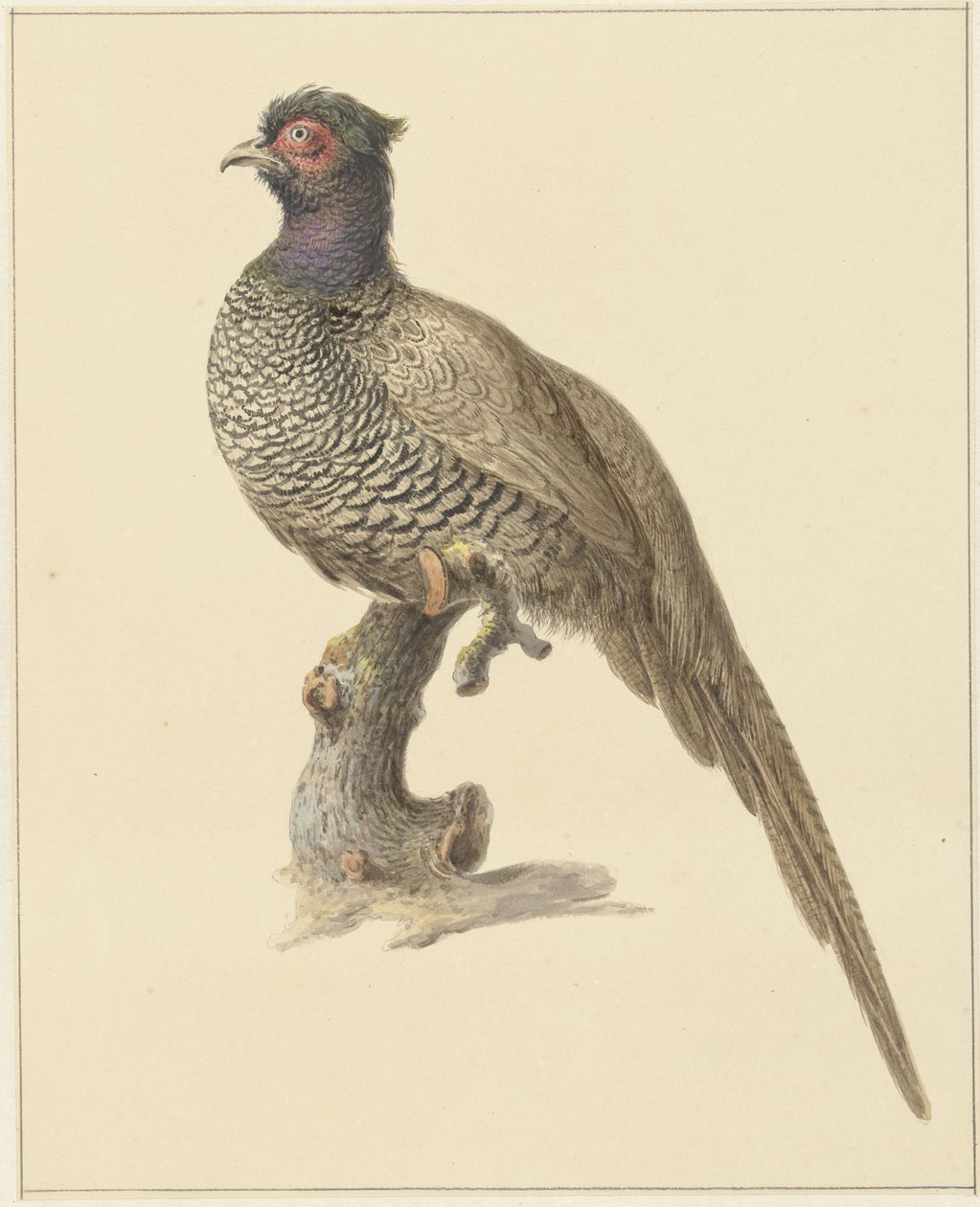 Faisan de chasse - Pieter Pietersz. Barbiers