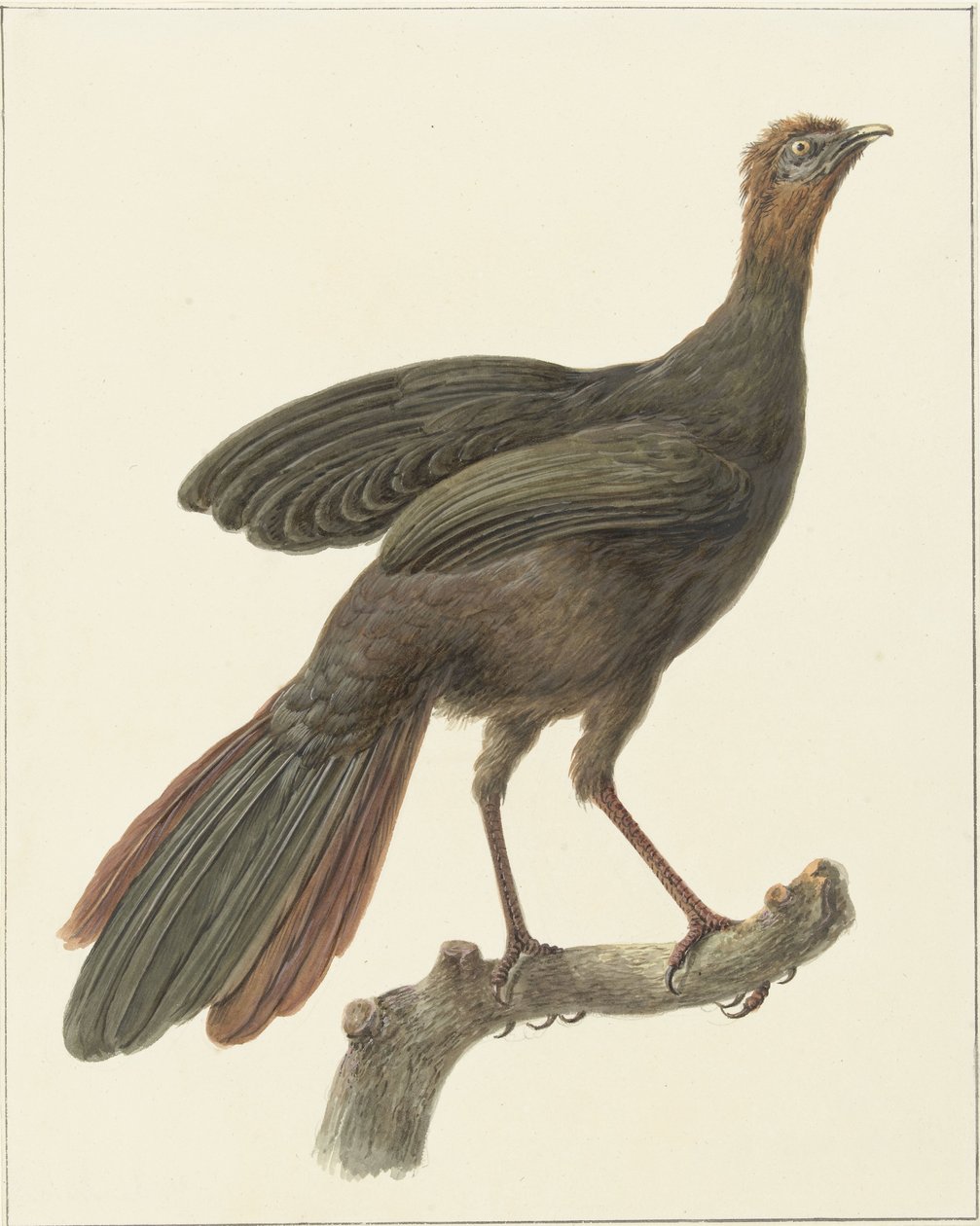 Penelope purpurascens - Pieter Pietersz. Barbiers