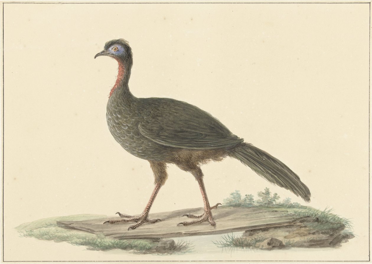 Marailsjakohoen (Penelope marail) - Pieter Pietersz. Barbiers