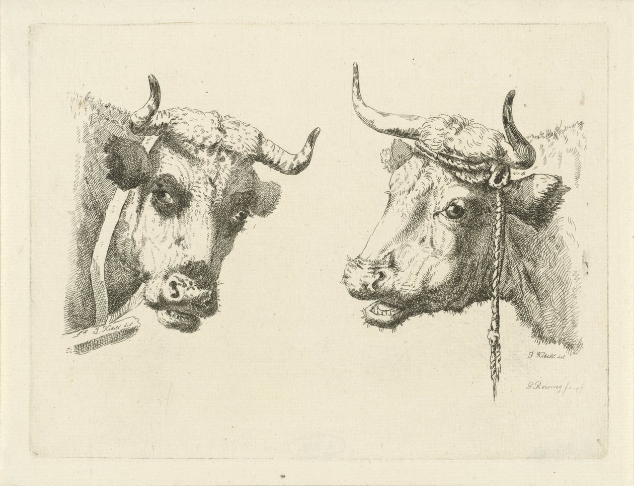 Deux têtes de vaches - Pieter Roosing