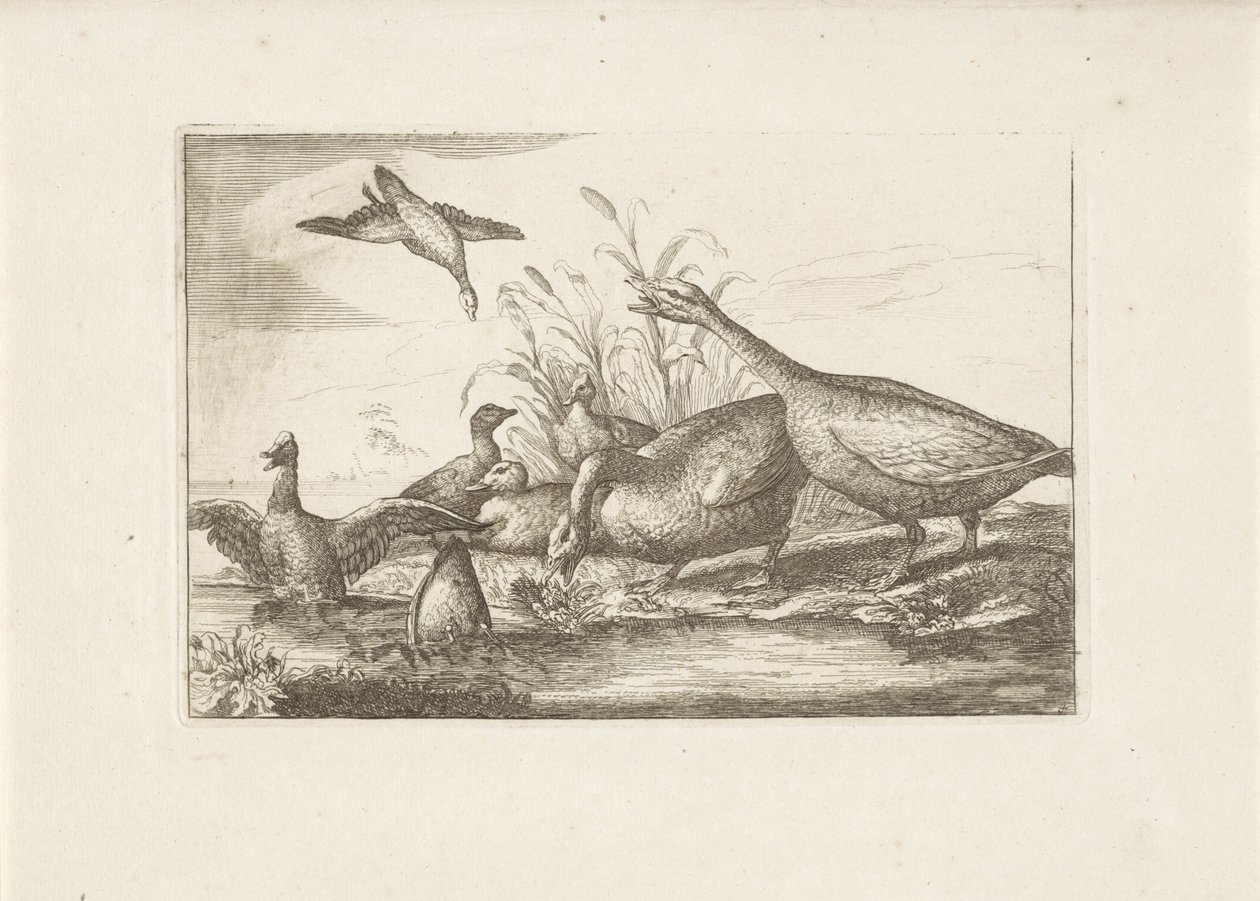 Canards et oies - Pieter Schenk (I) (attributed to)