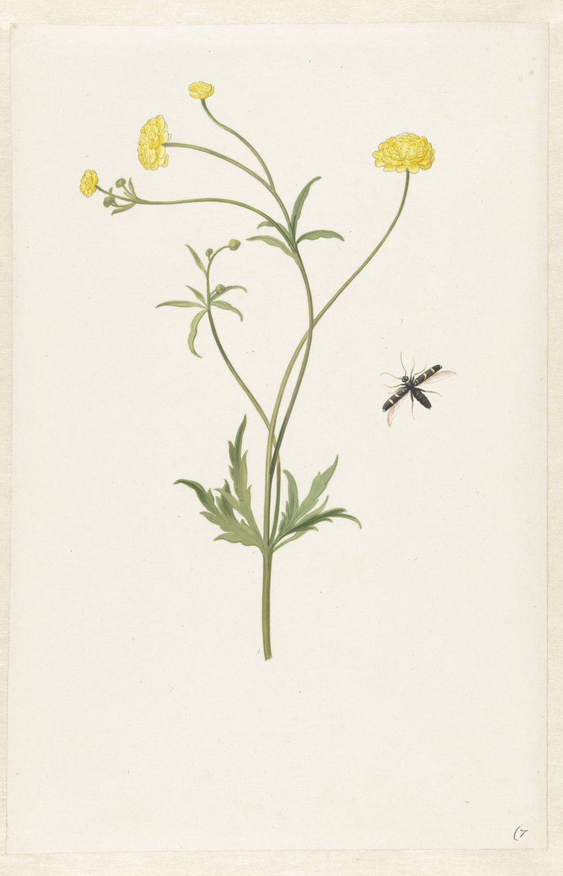 Double renoncule jaune et insecte - Pieter Withoos (possibly)