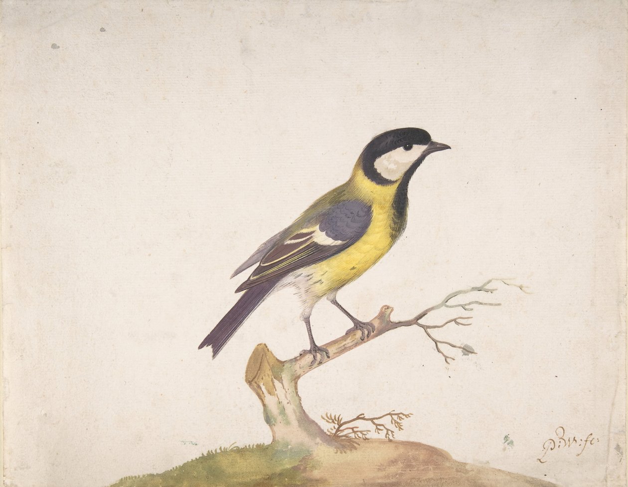Une mésange charbonnière Parus major perchée sur une branche, 1670-93 - Pieter Withoos