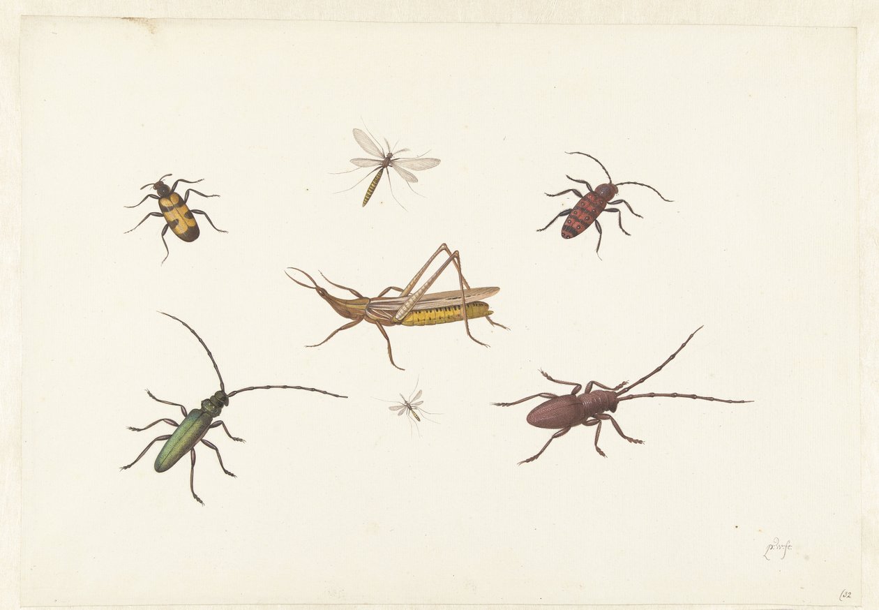 Feuille avec sept insectes différents - Pieter Withoos