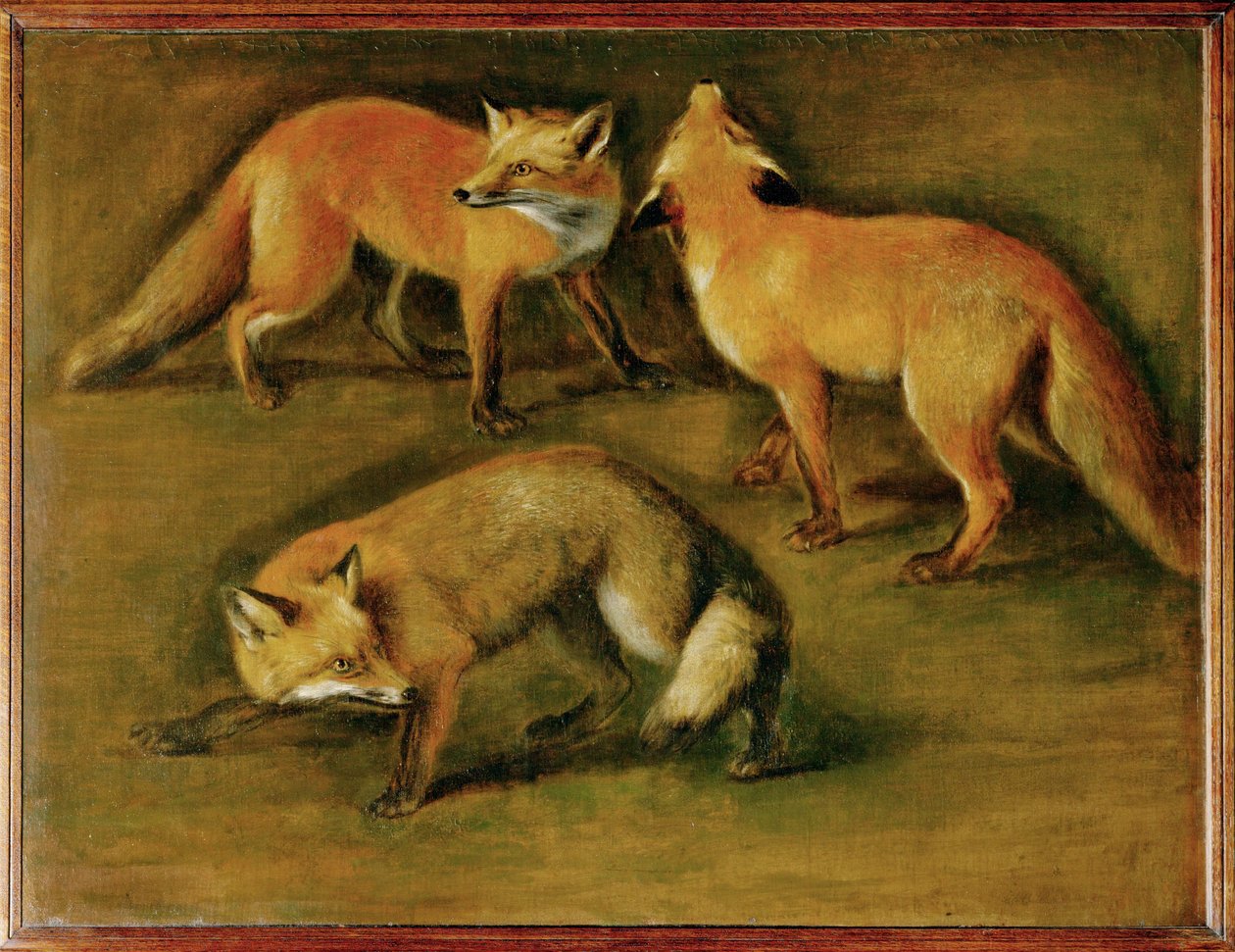 Un renard (peinture sur toile) - Pieter or Peter Boel