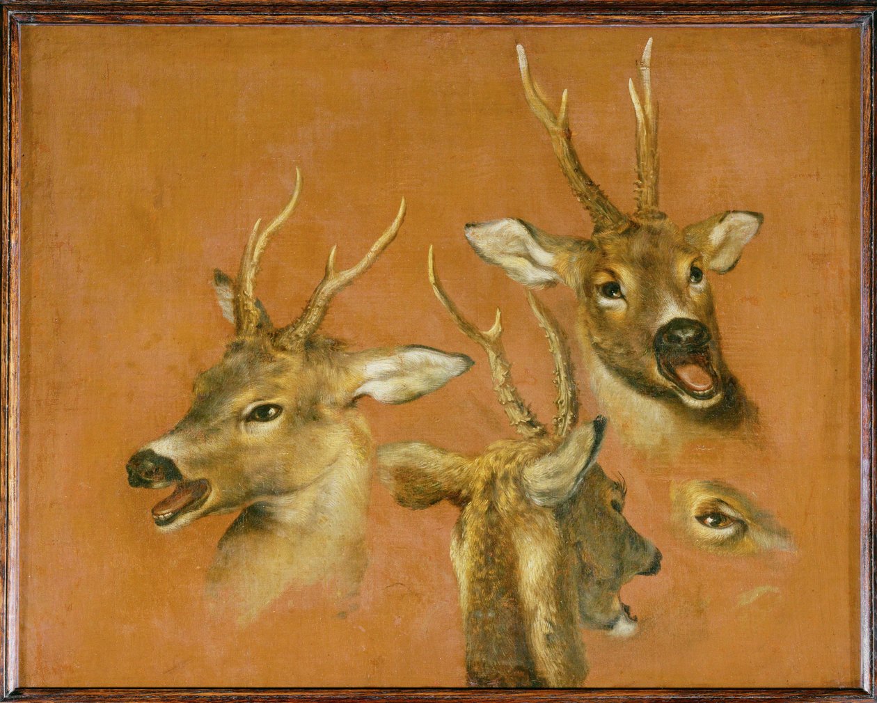 Etude de la tête d