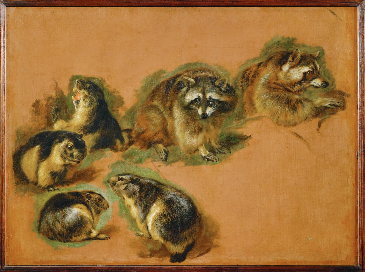 Marmottes et ratons laveurs (peinture sur toile) - Pieter or Peter Boel