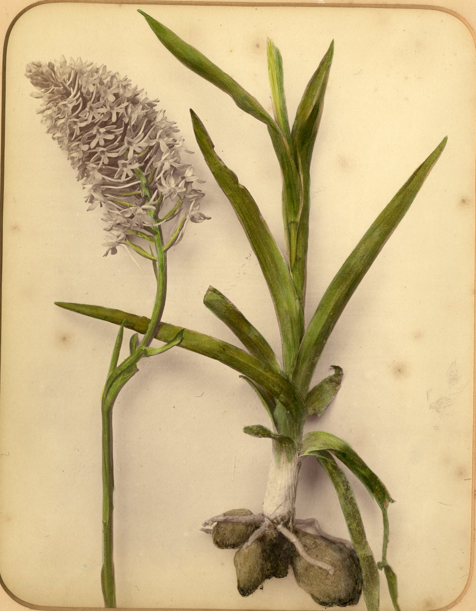 Fleurs et bulbe, années 1870 - Pietro Guidi