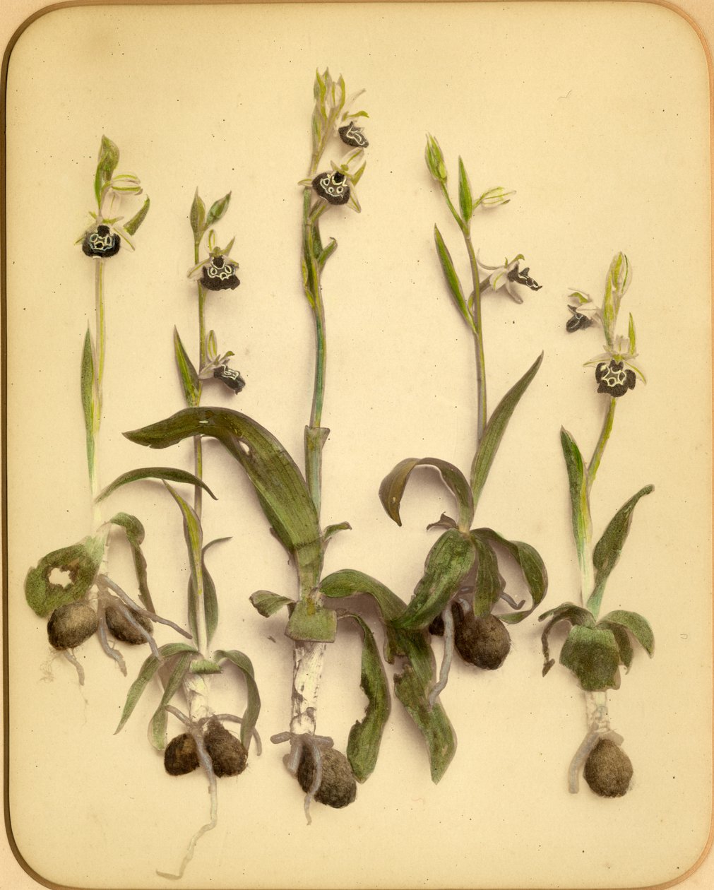 Orchidée sauvage, années 1870 - Pietro Guidi