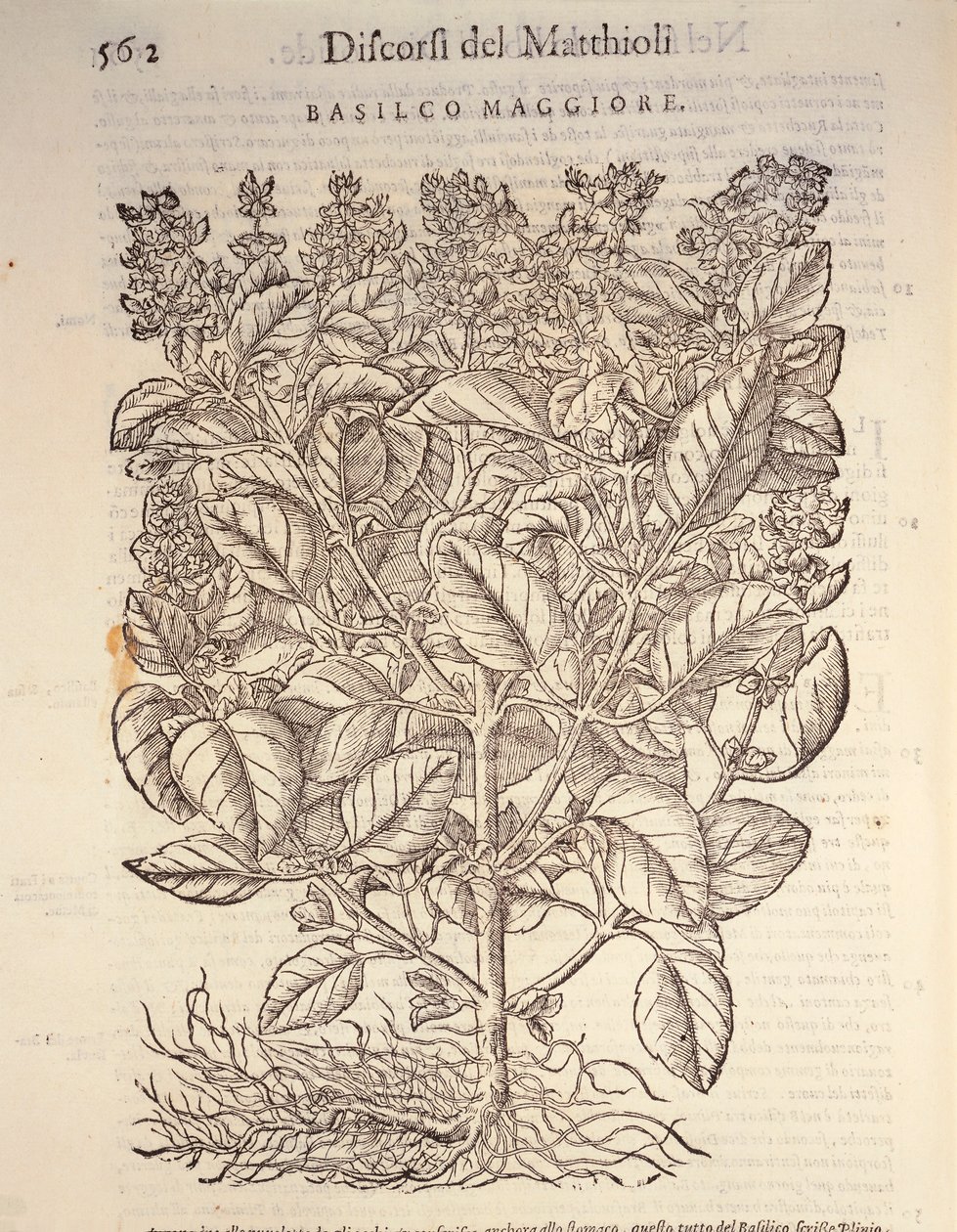 Basilic (Ocymum basilicum), gravure par Pier Andrea Mattioli - Pietro Andrea Mattioli