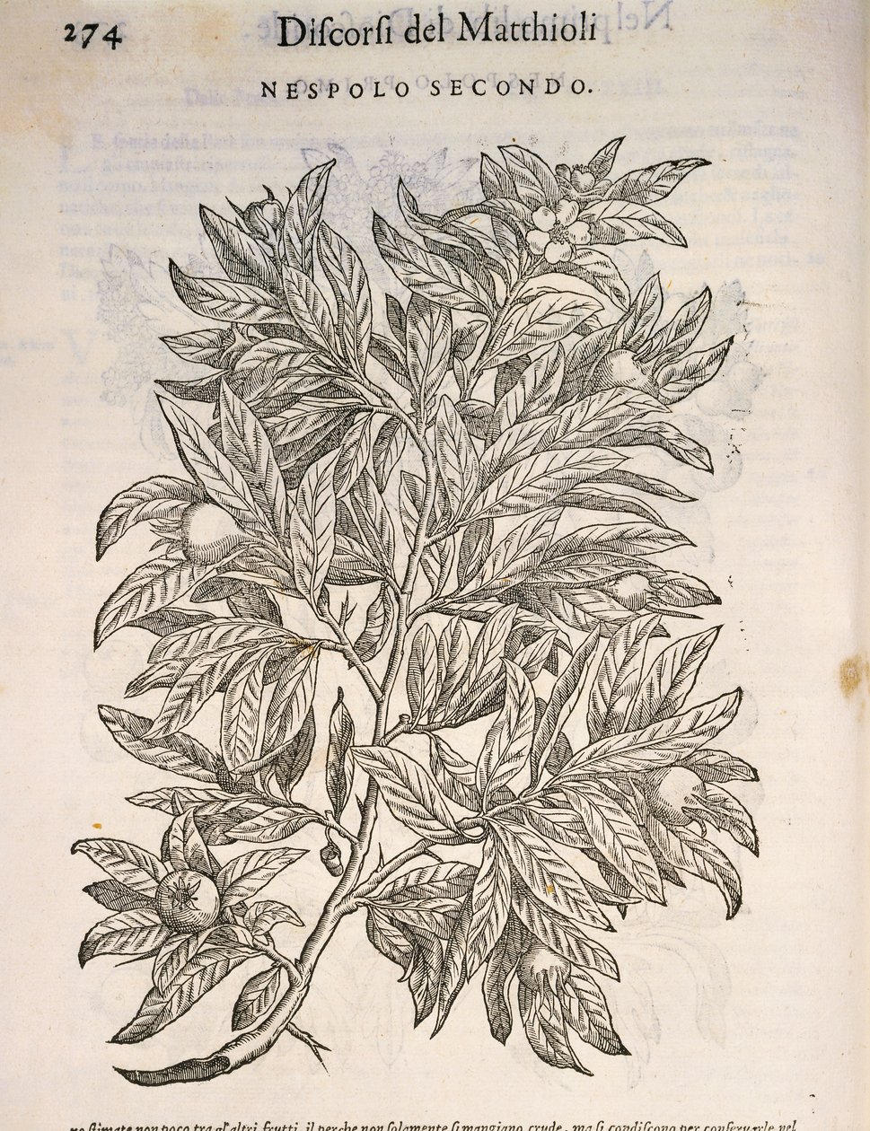 Néflier commun (Mespilus germanica), gravure par Pier Andrea Mattioli - Pietro Andrea Mattioli