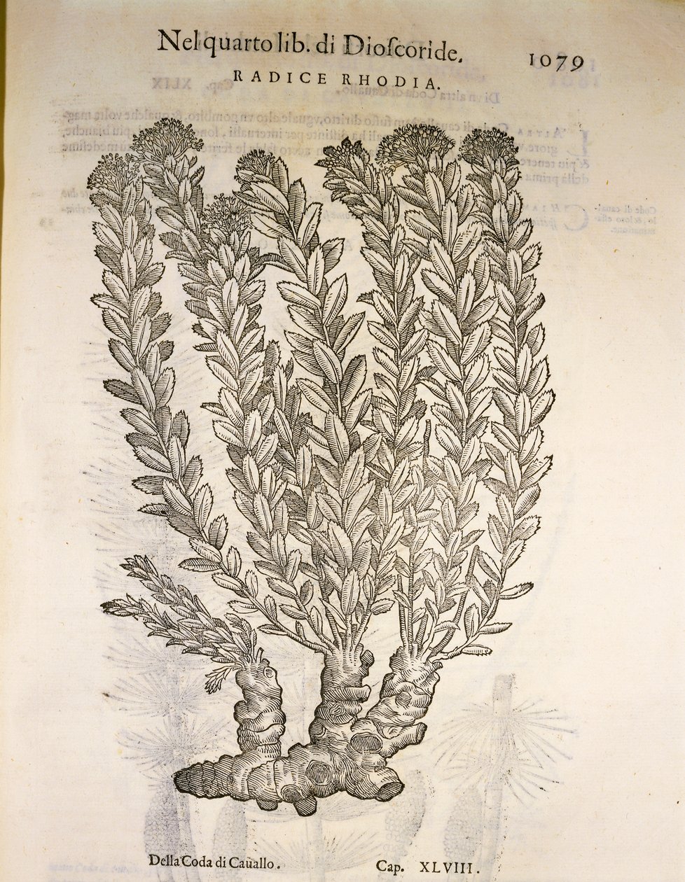 Orpin rose (Rhodiola rosea), gravure de Pier Andrea Mattioli - Pietro Andrea Mattioli