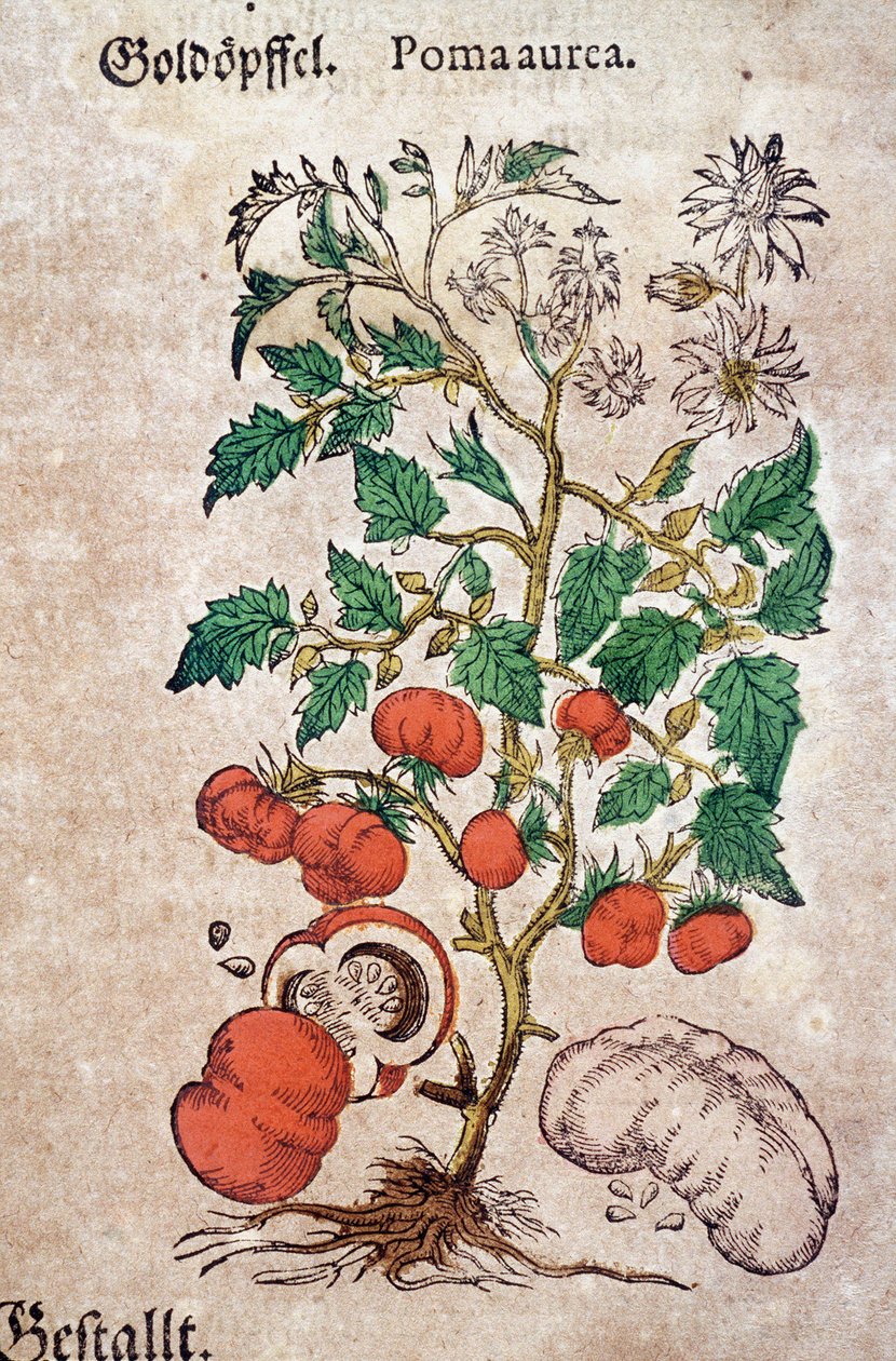 Herbier : planoma botanique aureache représentant un plant de tomate (Caulis floridus). Gravure dans "Kreutterbuch Des Hochgelehrten unnd weitberuhmten Herrn D. Petri Andreae Matthioli" par Pietro Andrea Mattioli (Matthiole) - Pietro Andrea Mattioli