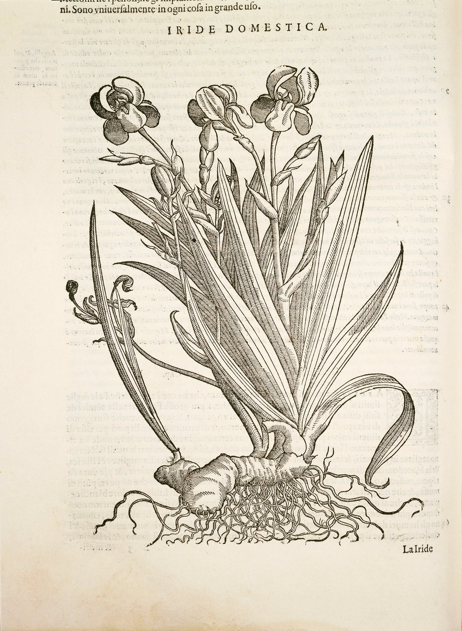 Iris (Iride domestica), gravure par Pier Andrea Mattioli - Pietro Andrea Mattioli