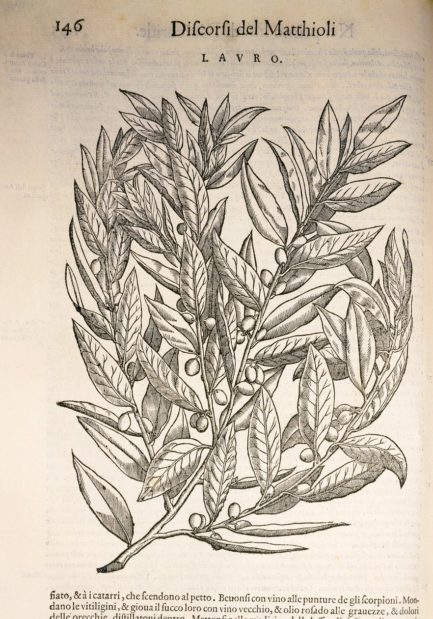 Laurier (Laurus), gravure par Pier Andrea Mattioli - Pietro Andrea Mattioli