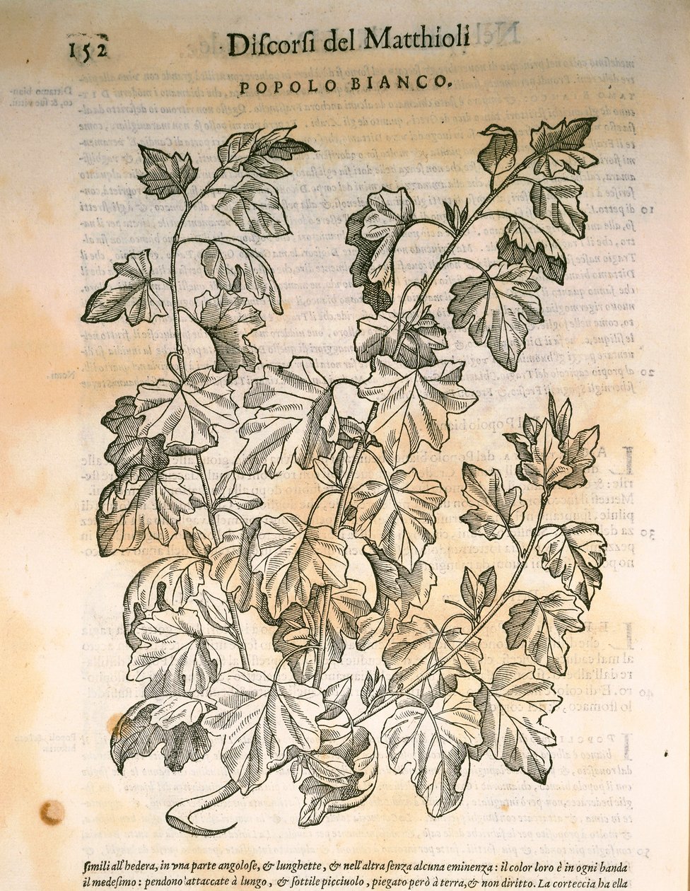 Peuplier (Populus), gravure de Pier Andrea Mattioli - Pietro Andrea Mattioli